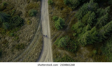 Drone People Forest Trekking Among Green Spruce Trees Exploring Nature Land Two Tourists Walking Woods Road Sunny Spring Day Spending Active Vacation Enjoying Natural Activity Tourism Concept