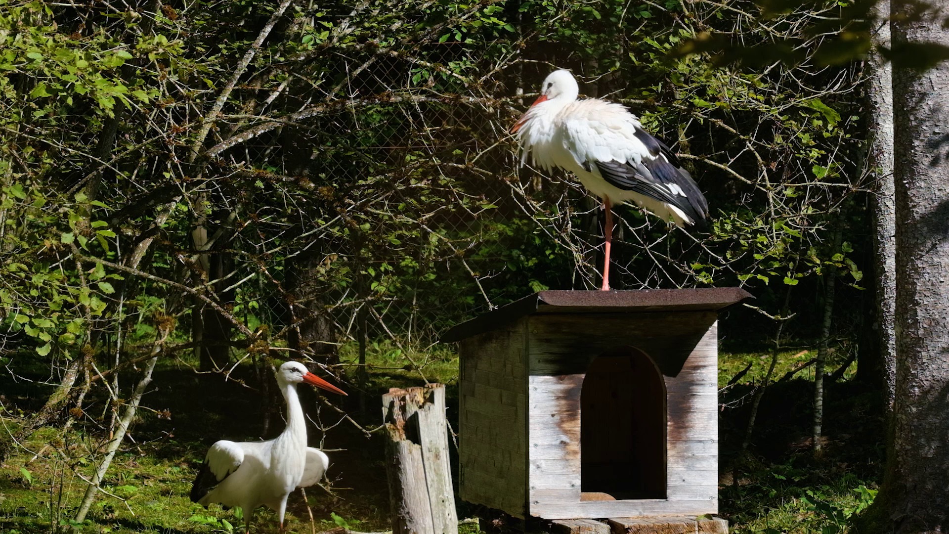 Storks Birds