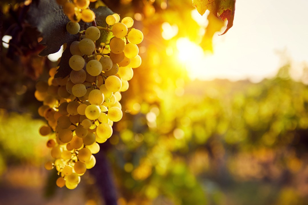 The yellow grapes on a vineyard with sunlight at sunset