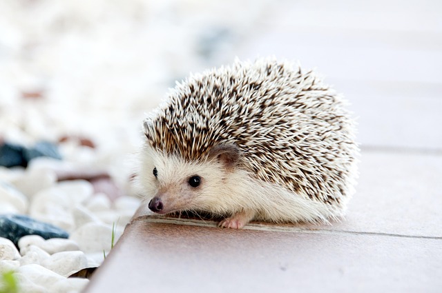 Animal Hedgehog Pet Mammal Species