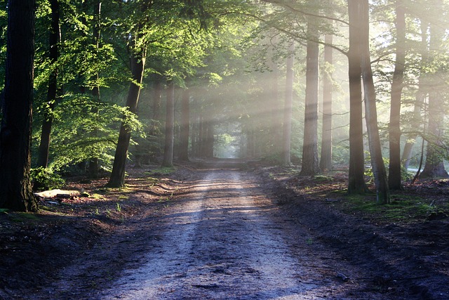 Avenue Trees Path Sunbeams Sunrays