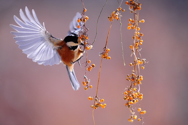 Bird Fluttering Berries Wings Tit