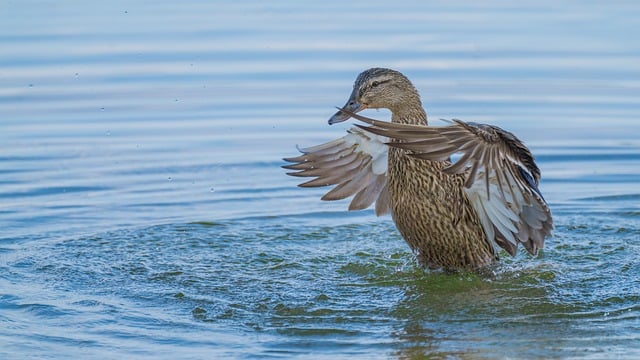 Bird Ornithology Duck Species