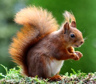 Brown Squirrel