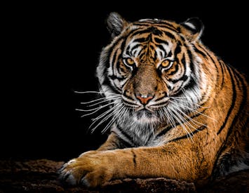 Close Up Photography Of Tiger