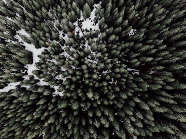 Drone Shot Of Green Trees