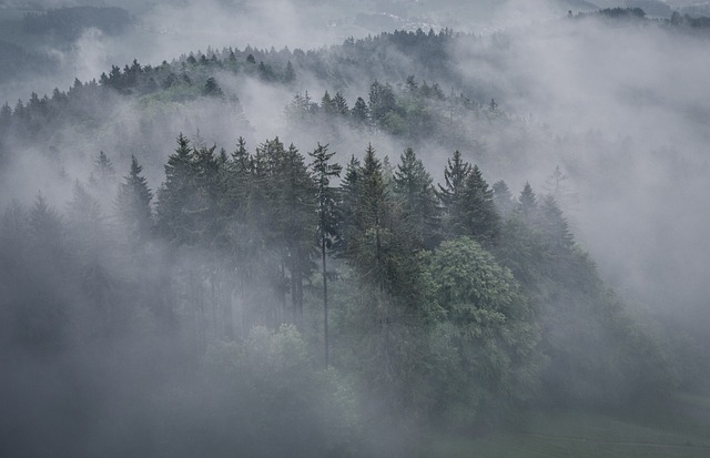 Fog Trees Forest Foggy Woods