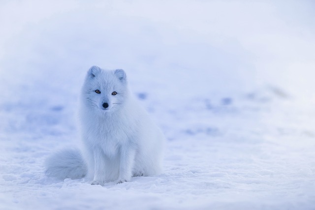 Iceland Arctic Fox White