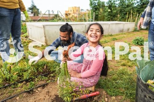 Indian Family Picking Up Organic Carrots From House Garden Outdoor   Vegetarian Healthy Food And Education Concept   Focus On Kid Face