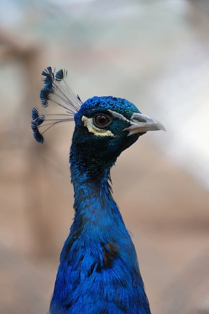 Peacock Feathers Beak Elegance Eye