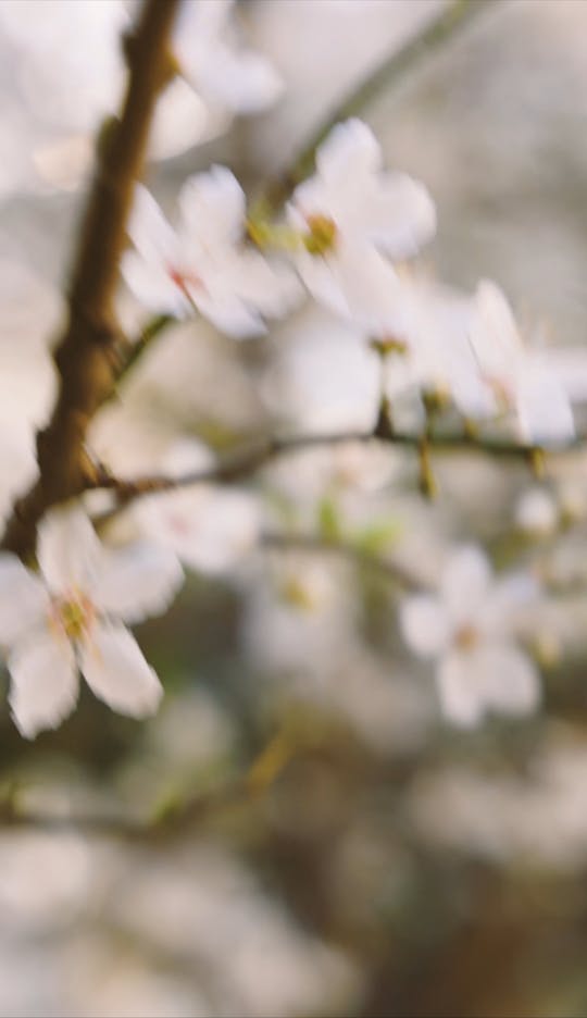 Close Up Video Of A Flowers