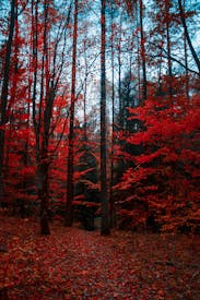 Red Trees