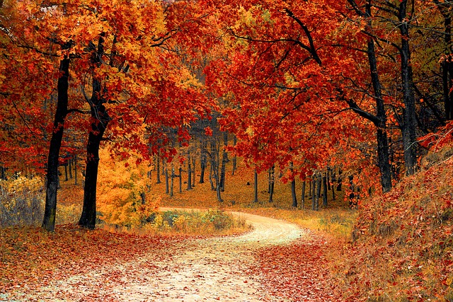 Road Forest Fall Path Trail Trees