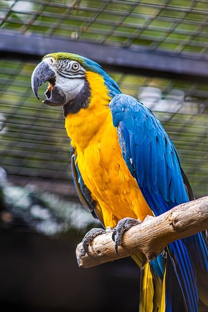 Zoo Parrot Bird Animal Nature